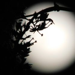 eclipse-solar-tauro-escorpio